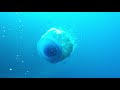 Большая медуза у рифа Ellaidhoo Maldives. Big jellyfish in Ellaidhoo Maldives by Cinnamon