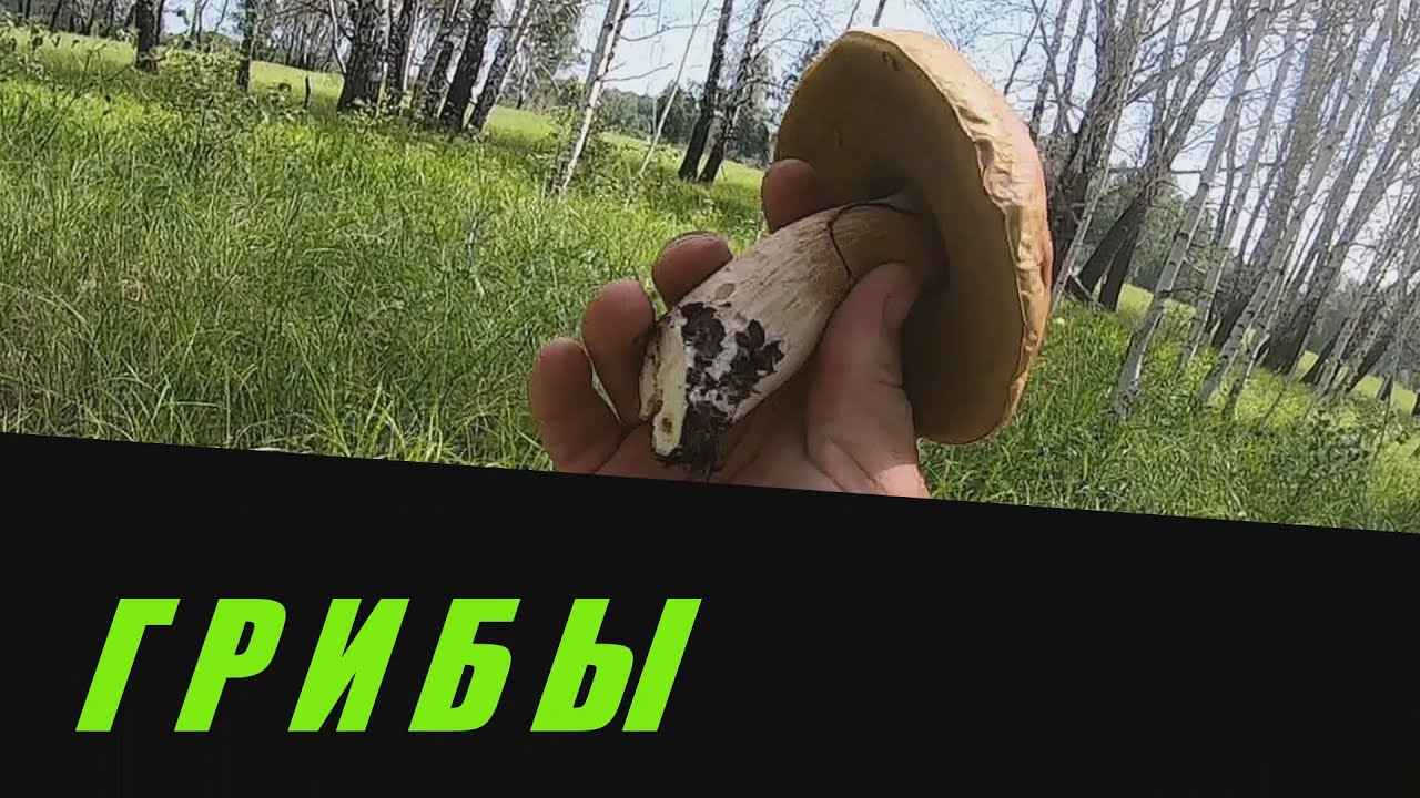 ГРИБЫ!! ГРИБЫ в СМЕТАНЕ. ГРИБЫ ПОСЛЕ ДОЖДЯ. НАРОД НЕ СПИТ!!! - YouTube