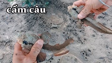 Cận cảnh cá thòi lòi cắn câu | PLDB