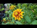 사랑의 흔적  가수 유경자 #우리집정원#전원생활 #꽃나무 #정원#정원수#소나무#시골정원#2023신곡#사랑의 흔적 #김제가수 #미스트롯