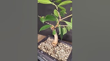 Growing new apex on ficus bonsai #bonsai #ficusbonsai #foliage #indoorbonsai #bonsaiwork #shorts