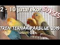Harga Burung Lovebird Per Ekor