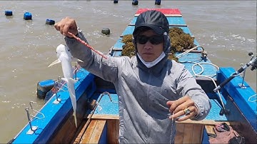 Câu cá Bông Lau, cá Bông Lau nhiều, sóng gió cũng nhiều | Sông Nước Cần Giờ - Châu Huỳnh.