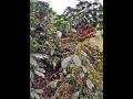 AGRO FOCUS. How to earn from coffee investmen
