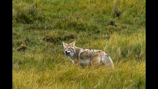 Coyote Hunting - Yellowstone National Park - Gets a meal by Vanessa Obran 629 views 4 months ago 54 seconds