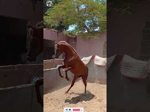 الخيل العربي الاصيل في اسطبل الركيب نزلة السمان