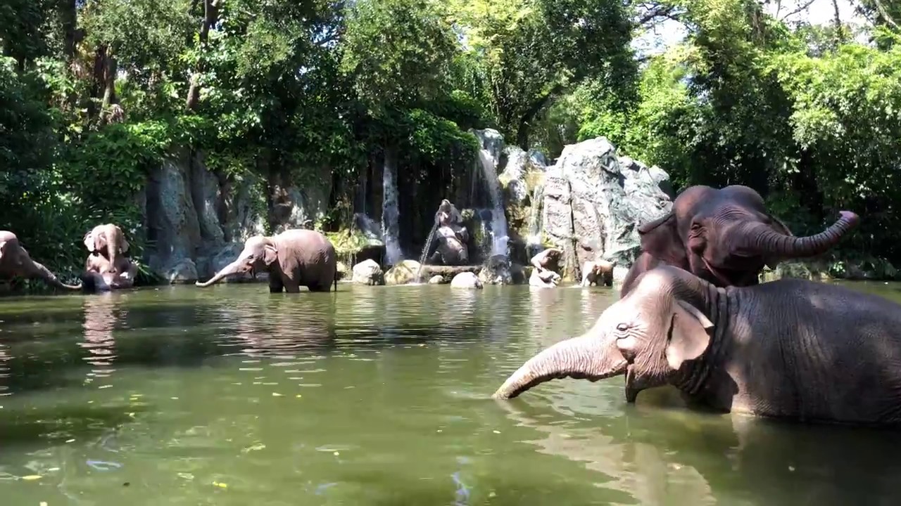 Jungle Cruise Magic Kingdom 4K