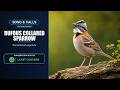 Rufous-collared Sparrow Song &amp; Calls | Zonotrichia capensis | Spectrogram