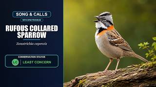 Rufous-collared Sparrow Song &amp; Calls | Zonotrichia capensis | Spectrogram