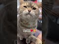 my cute 🥰 lovely cat 🐈#viral #cats #trending #shorts