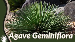 Growing tips for AGAVE GEMINIFLORA! "Twin Flower Agave"