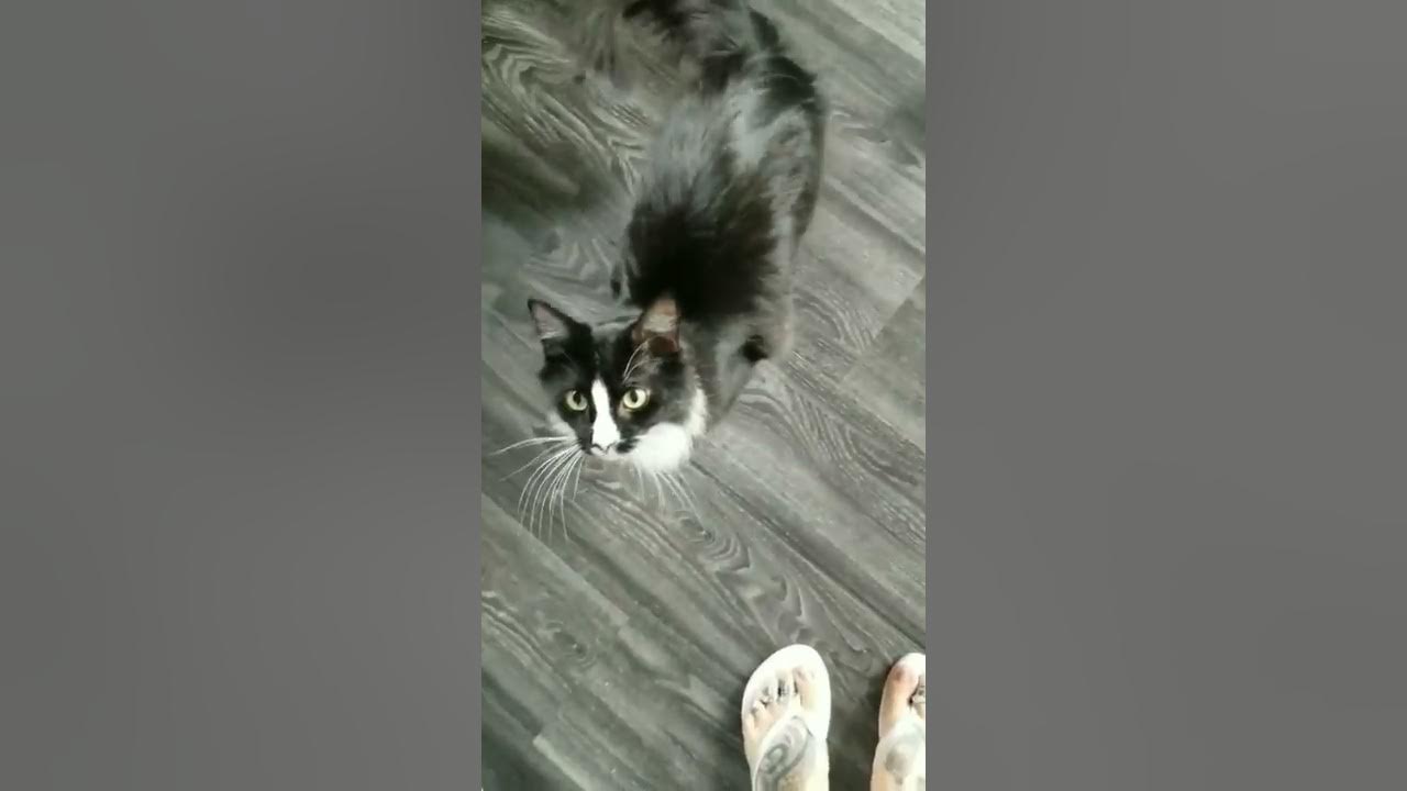 Do Cats Like Bananas? YouTube