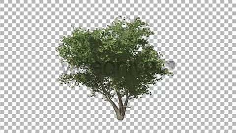 Deciduous V2 | Motion Graphics - Envato elements