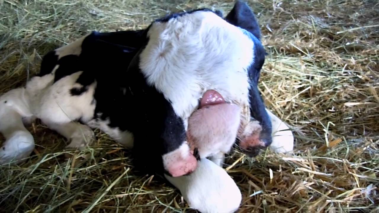 Very rare calf born in Utah. 