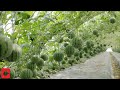 Semangka Mini Manis dan Mahal  Teknologi Pertanian semangka gantung dari Korea