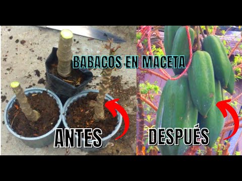 Vídeo: Cultiu De Maduixes Horitzontalment En Canonades (28 Fotos): Com Plantar-les En Canonades De PVC? Com Cuidar Adequadament Les Maduixes Per Cultivar-les?