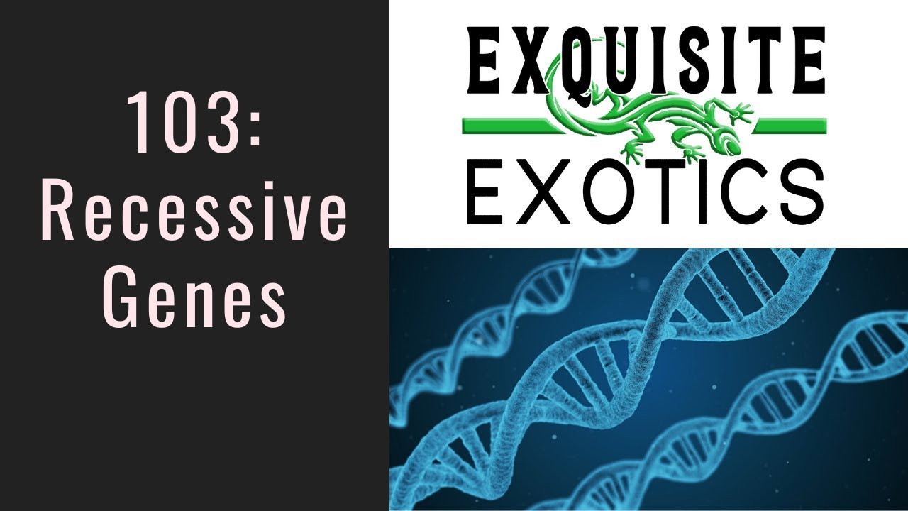 Ball python genetics 103 recessives youtube