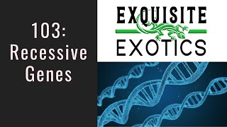 Ball Python Genetics 103 - Recessives