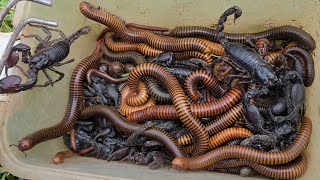 Catching OMG 😱 Huge Amount Of Big Worms Millipede, Black Scorpion Monster, Small Millipedes 100