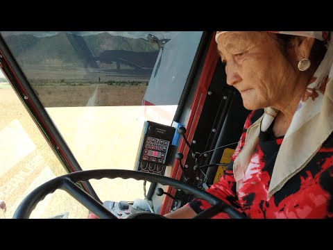 Комбайн айдаган апа: Жумгалдагы оруп жыйноо өнөктүгү