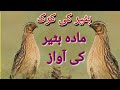 Female quail soundmada batair ki awaz 2024