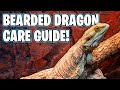 Bearded dragon care  beginners guide