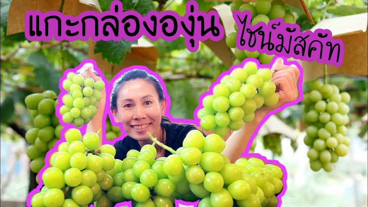 แกะกล่อง องุ่นไชน์มัสคัท ส่งท้ายฤดูกาล องุ่นญี่ปุ่น