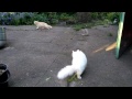 Turkish angora doesn't like 😾 a neighbor cat 😆 の動画、YouTube動画。