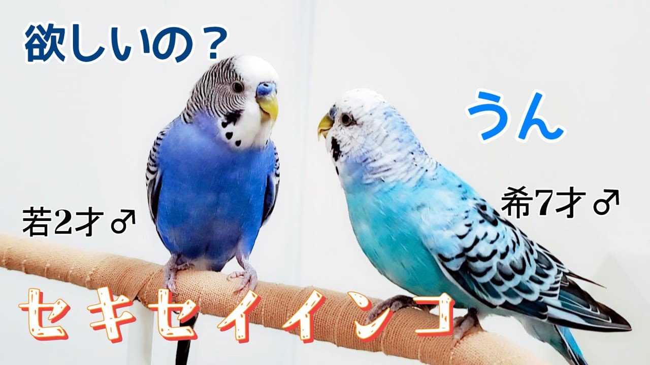 7才♂と2才♂の関係 【元保護荒鳥】 希と若 セキセイインコ pinohana