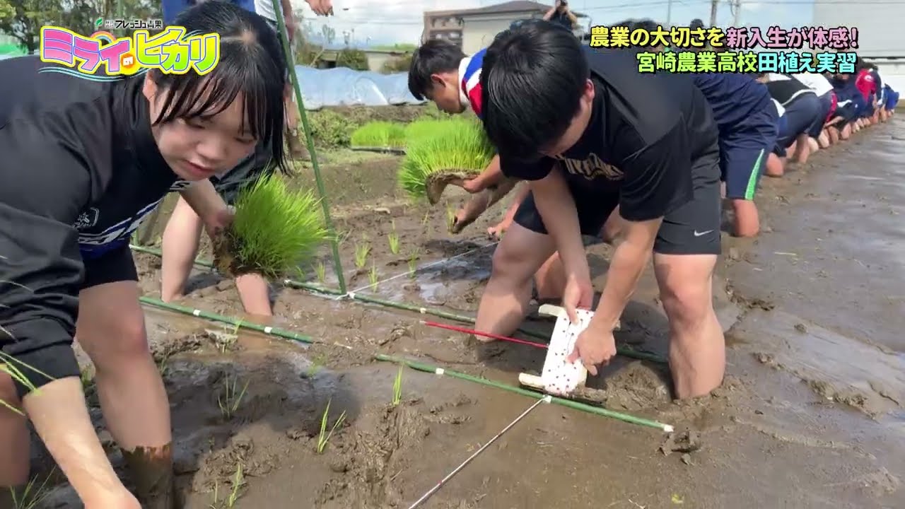 株式会社フレッシュ青果 ミライのヒカリ（宮崎県立宮崎農業高等学校