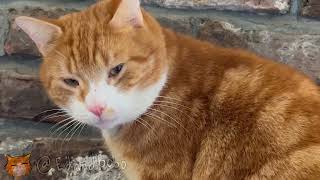 Ed the cat STEALS a coin! by Ed and Bobo 279 views 1 year ago 48 seconds