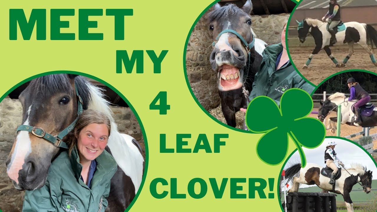 Meet my 4 leaf clover! Funny Horse This Irish Cob Can Equestrian