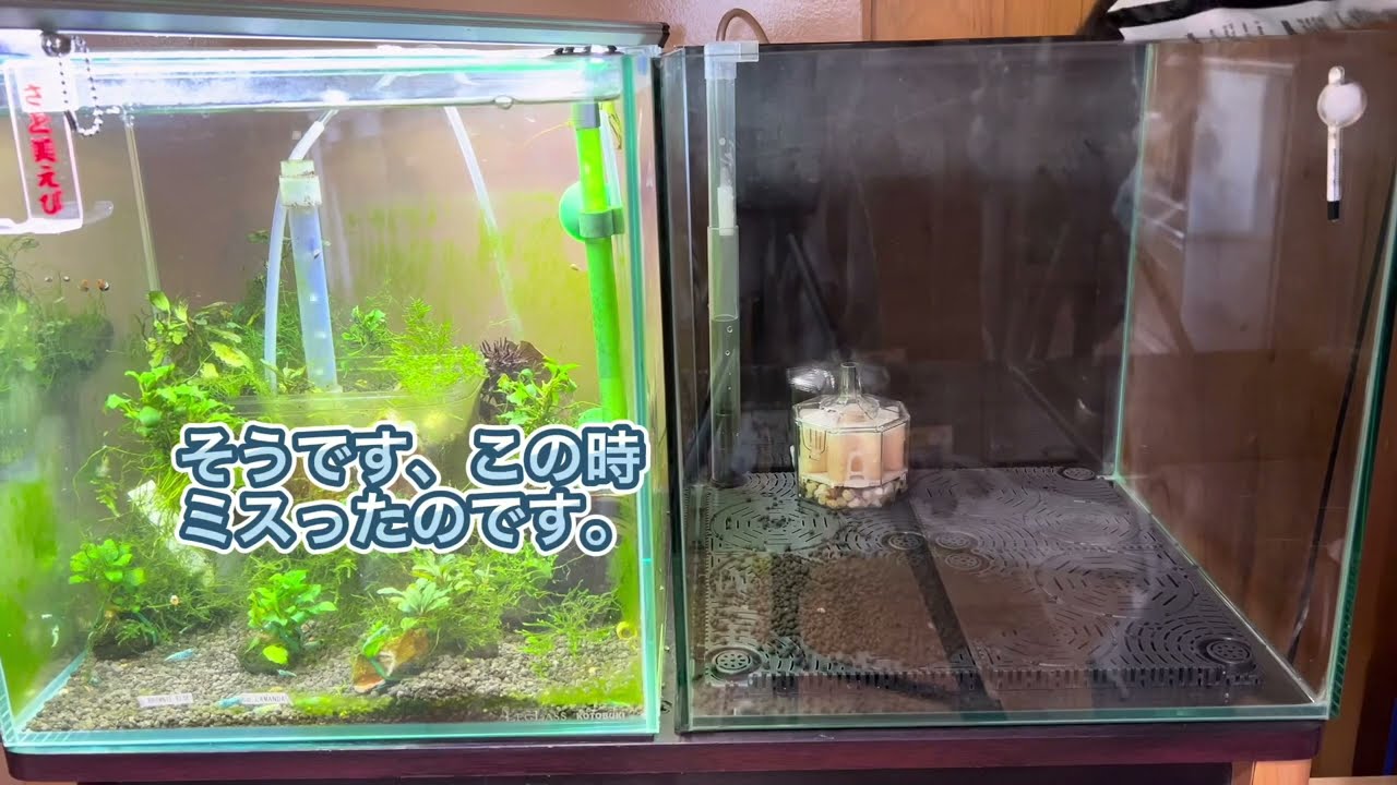 底面フィルター 30センチキューブ水槽立ち上げ - YouTube