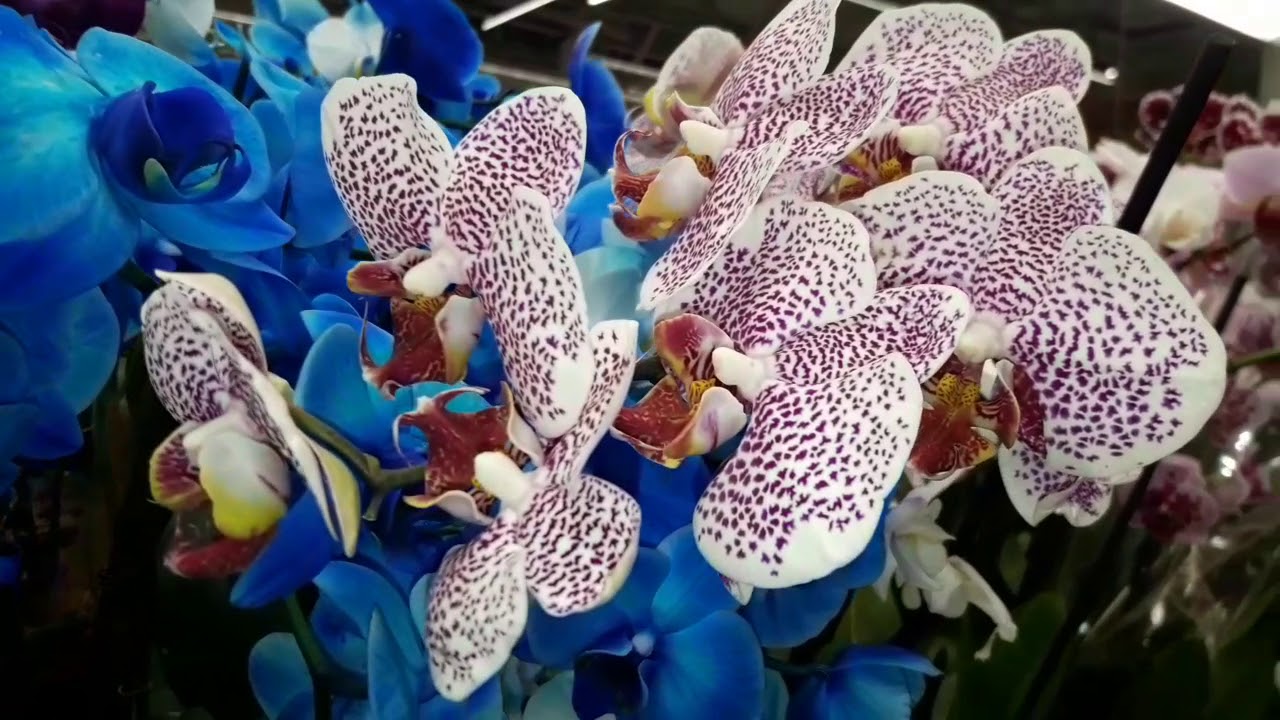 Орхидеи уценка. Фаленопсис касторама. Тата Орхидс орхидеи. Фаленопсис Глобус. Шикарное цветение орхидей.
