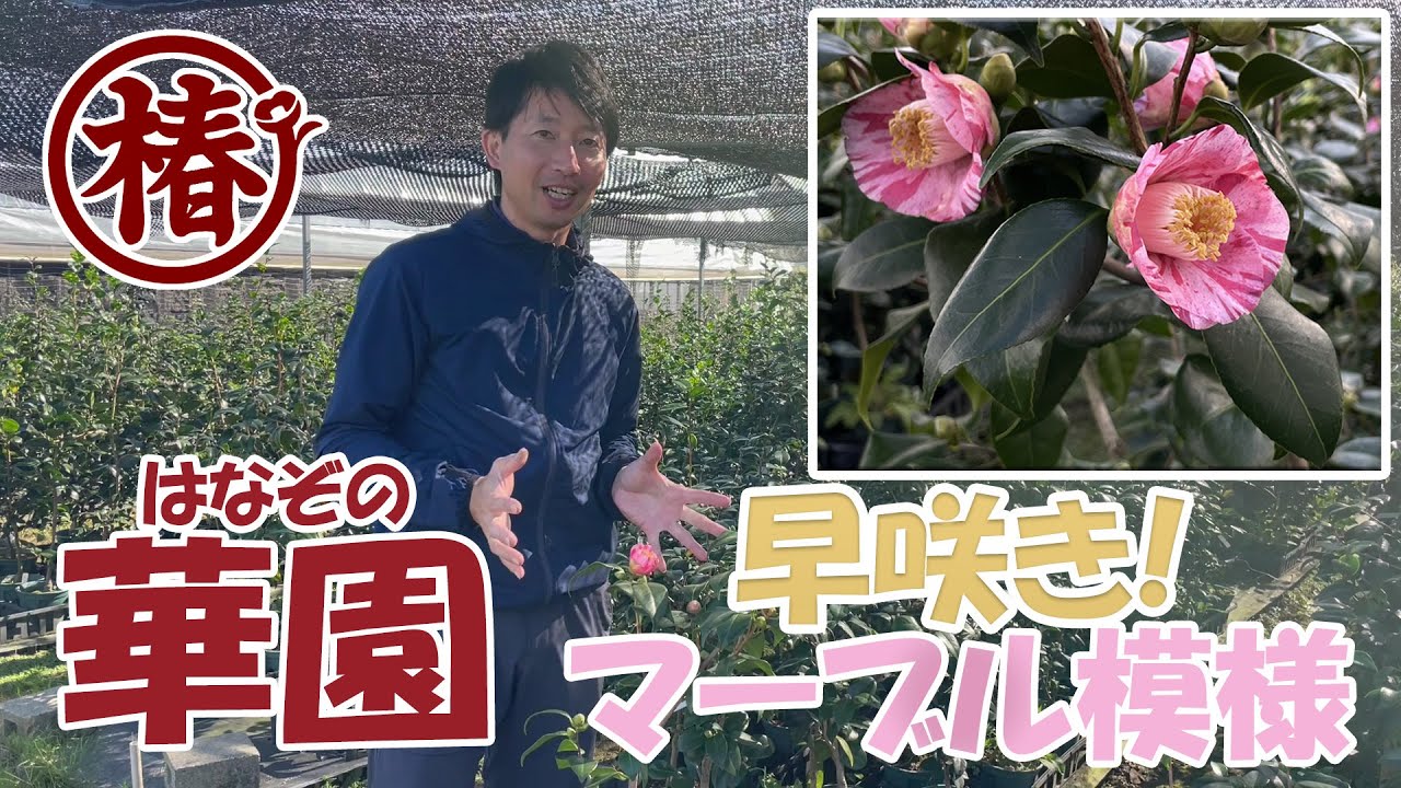 椿の開花速報【華園・はなぞの】咲きました！ - YouTube