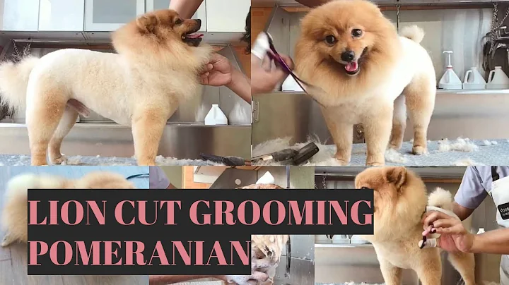 Watch the video about How to Groom a Pomeranian in a Lion Cut | Bunny TV