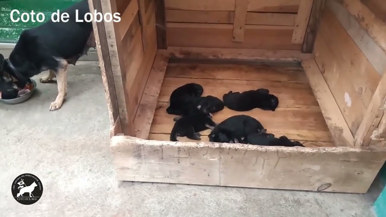Cachorros Pastor Alemán, Camada N5 del Coto de Lobos