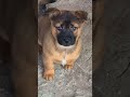 #animallovers