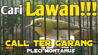 PANCINGAN PLECI MONTANUS jantan mencari lawan | Monty lain auto emosi langsung NGALAS