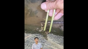 Loài cá mắt lồi độc lạ bình dương #cacconvat #docla #fishing