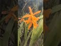 Winter Orchids in zone 7 A