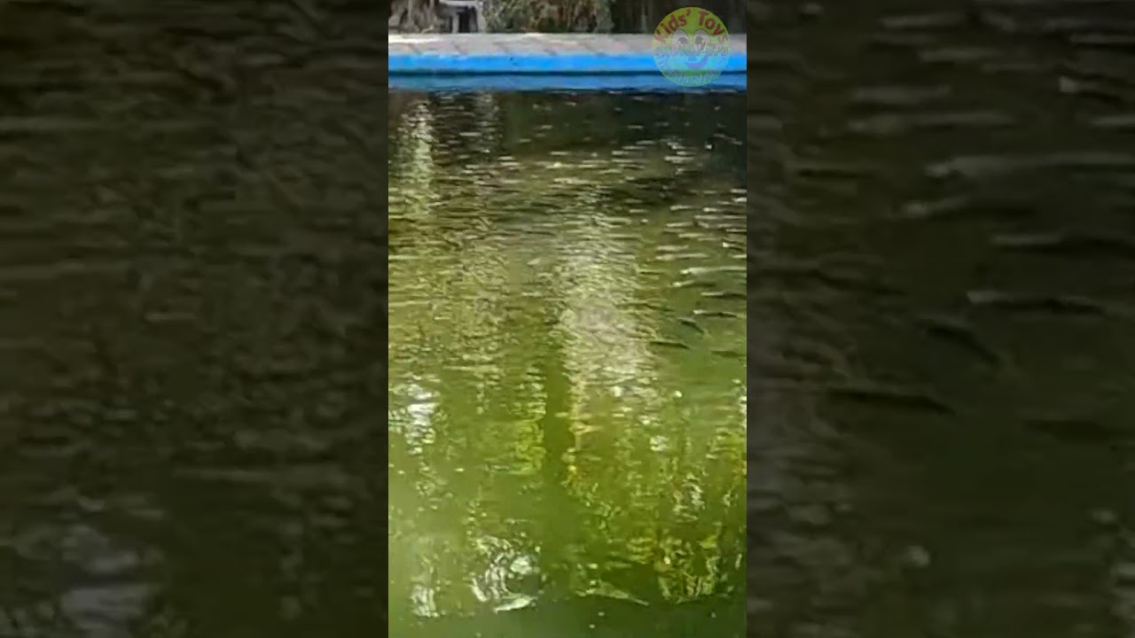 Uncovering the Mysteries of Fish Pond &ndash; A Journey of Discovery