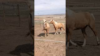 Gemini&#39;s feelin&#39; spicy! 😂 #horse #horses #cutehorse #funnyhorse #western