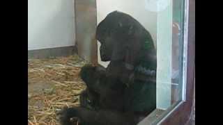 Bcb Australia, Sydney - Chipanze Dando De Mamar