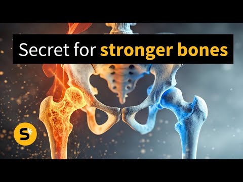 'Biological button' discovered that may one day reverse osteoporosis
