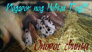 Опорос свиньи почти на Новый Год!!!