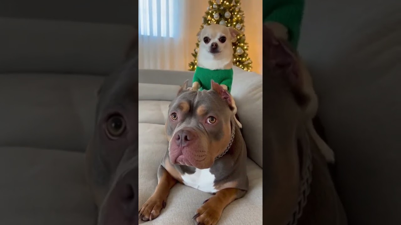 Tiny but mighty! 🐾💪 