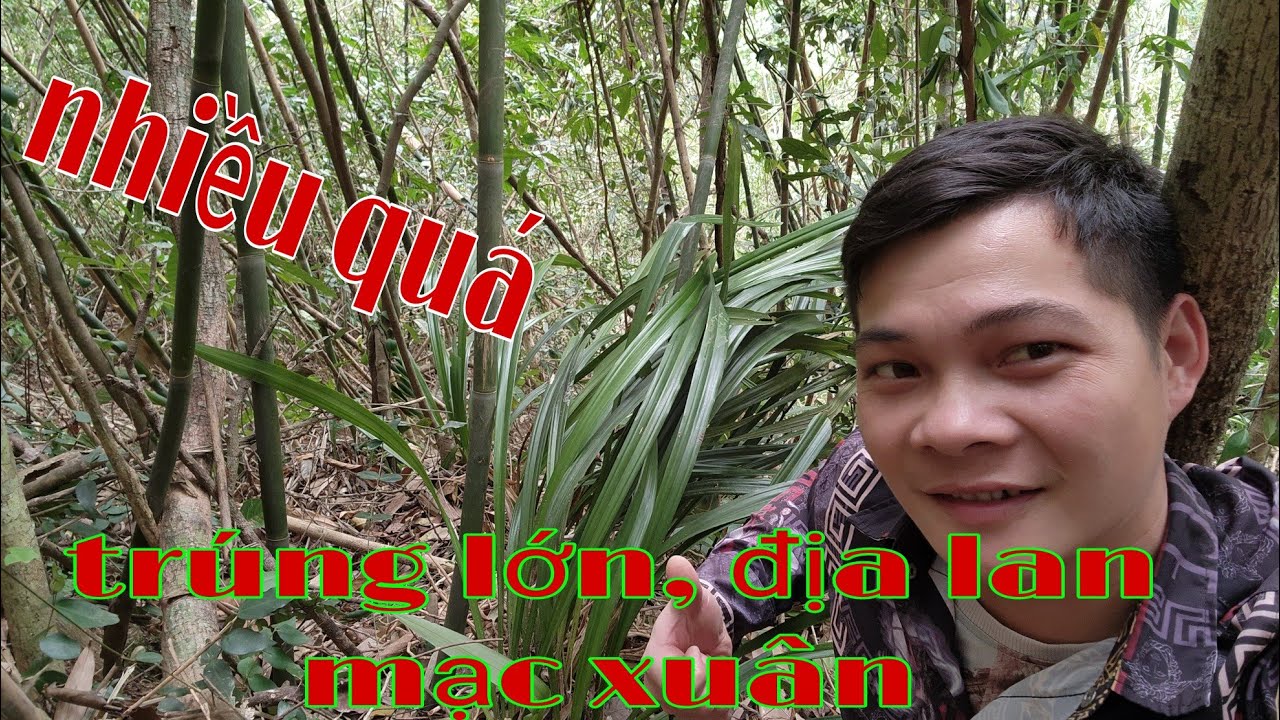 săn lùng địa lan mạc xuân trúng lớn, đi tìm lan rừng tập 3| phong lan ...