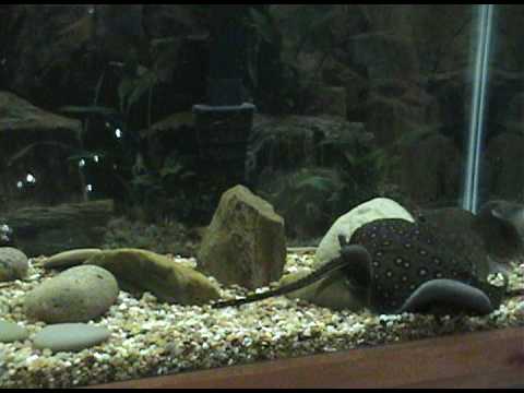 freshwater stingrays for aquariums