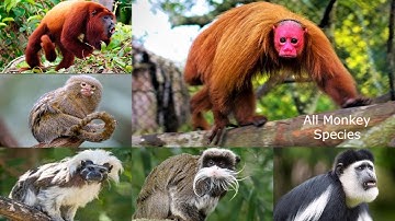 All Monkey Species in the world types of monkey baboon rare monkeys